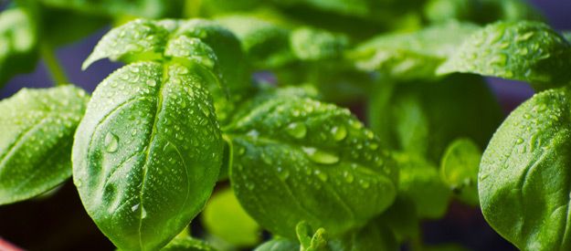 Basil - A Delicious Herb