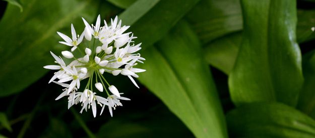 Wild Garlic: A Delicious Spring Herb