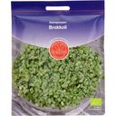 De Bolster Broccoli Kiemgroente - 25 g