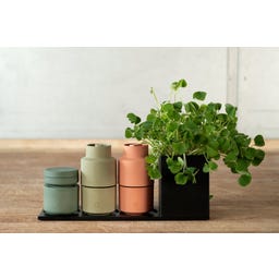 Brainstream Billund /Muskatnuss-Mühle