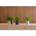 Brainstream Billund Selbstbewässerungstopf