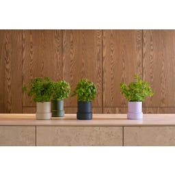 Brainstream Billund Selbstbewässerungstopf