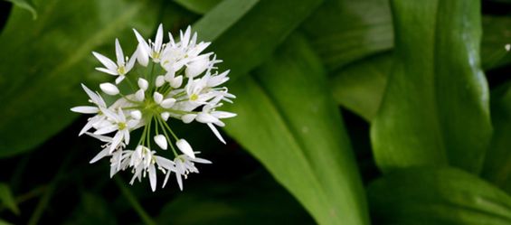 Wild Garlic: A Delicious Spring Herb