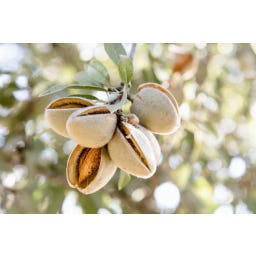 Awesome Nuts Bio Mandeln - 1 kg