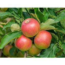 Gartenbau Krenn Apfel Idared